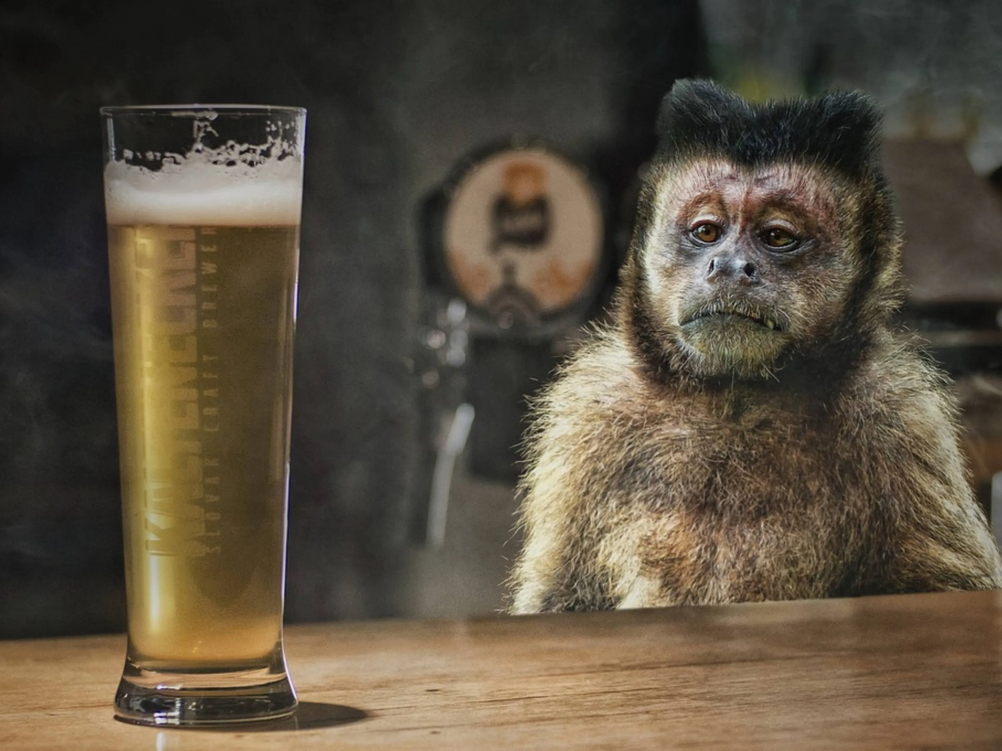 monkey met bier