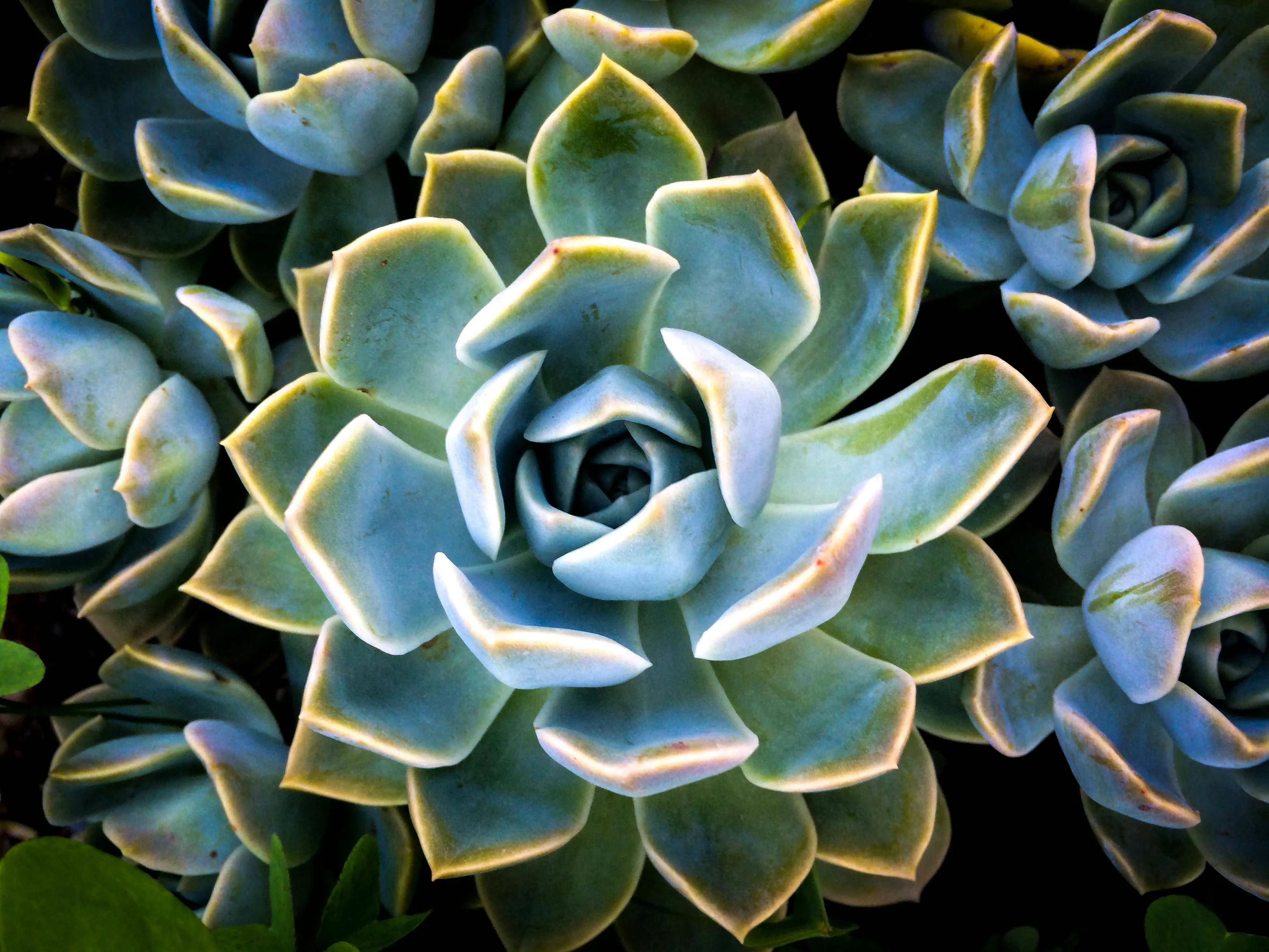 agave