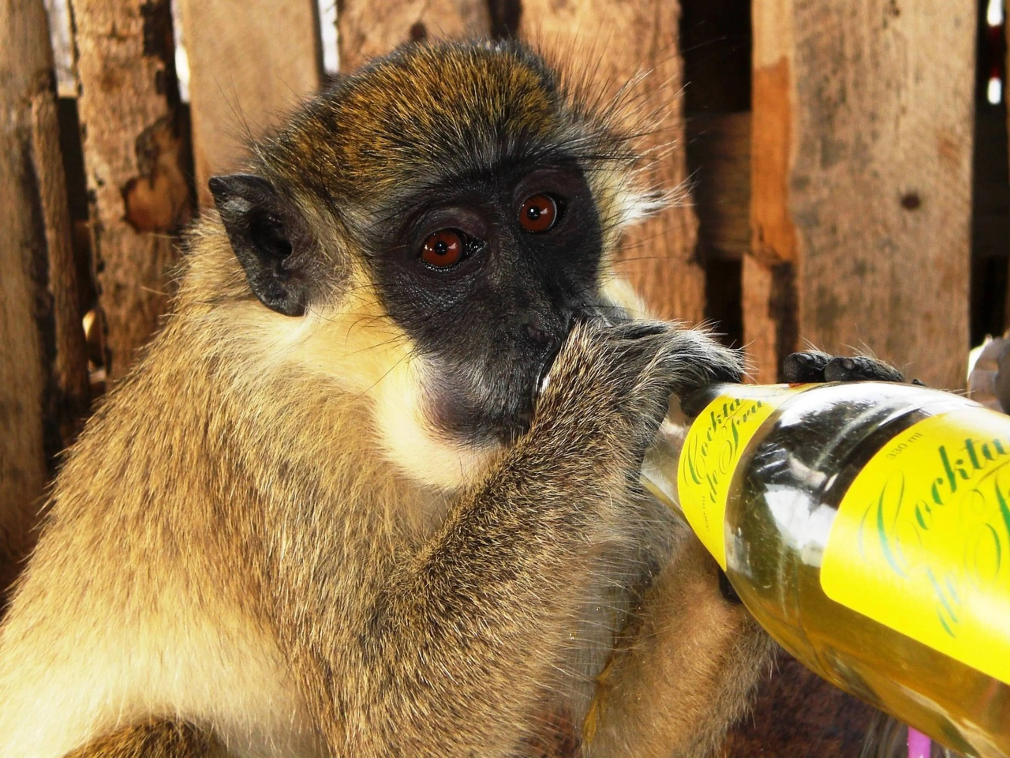 monkey