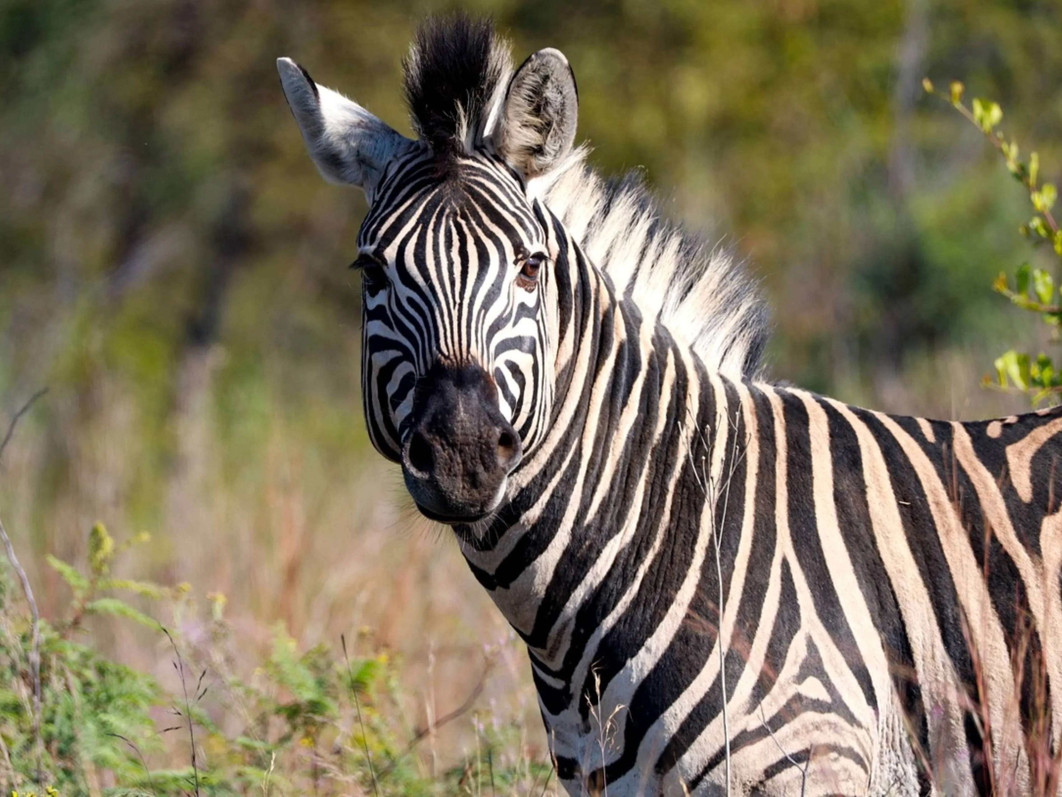 zebra striping
