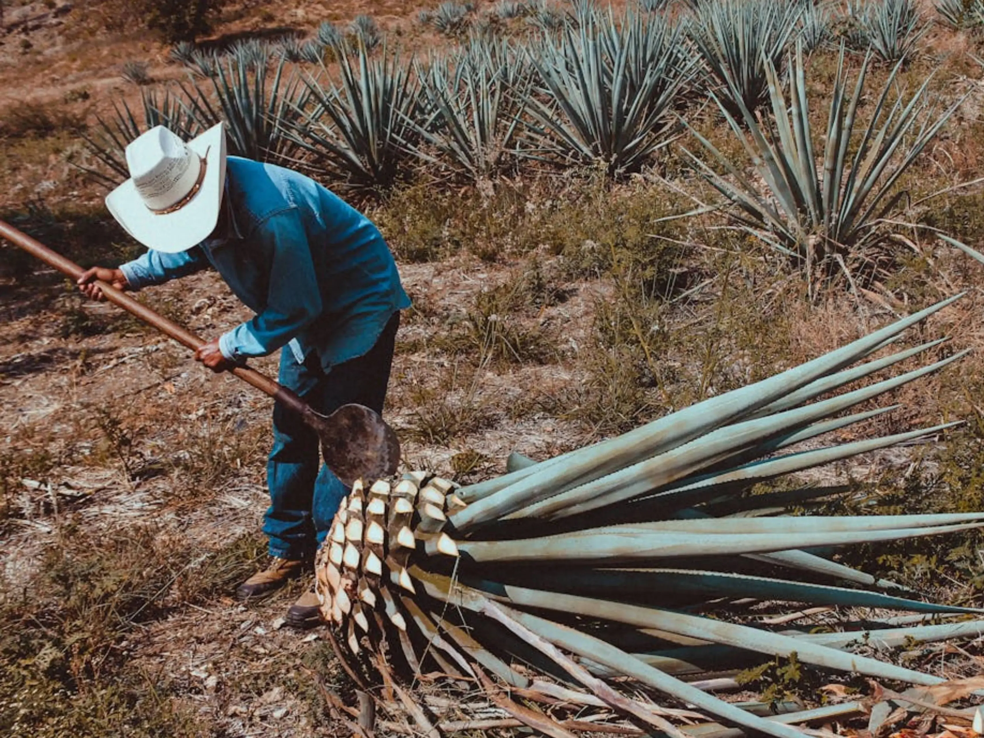 man agave tequilajpg