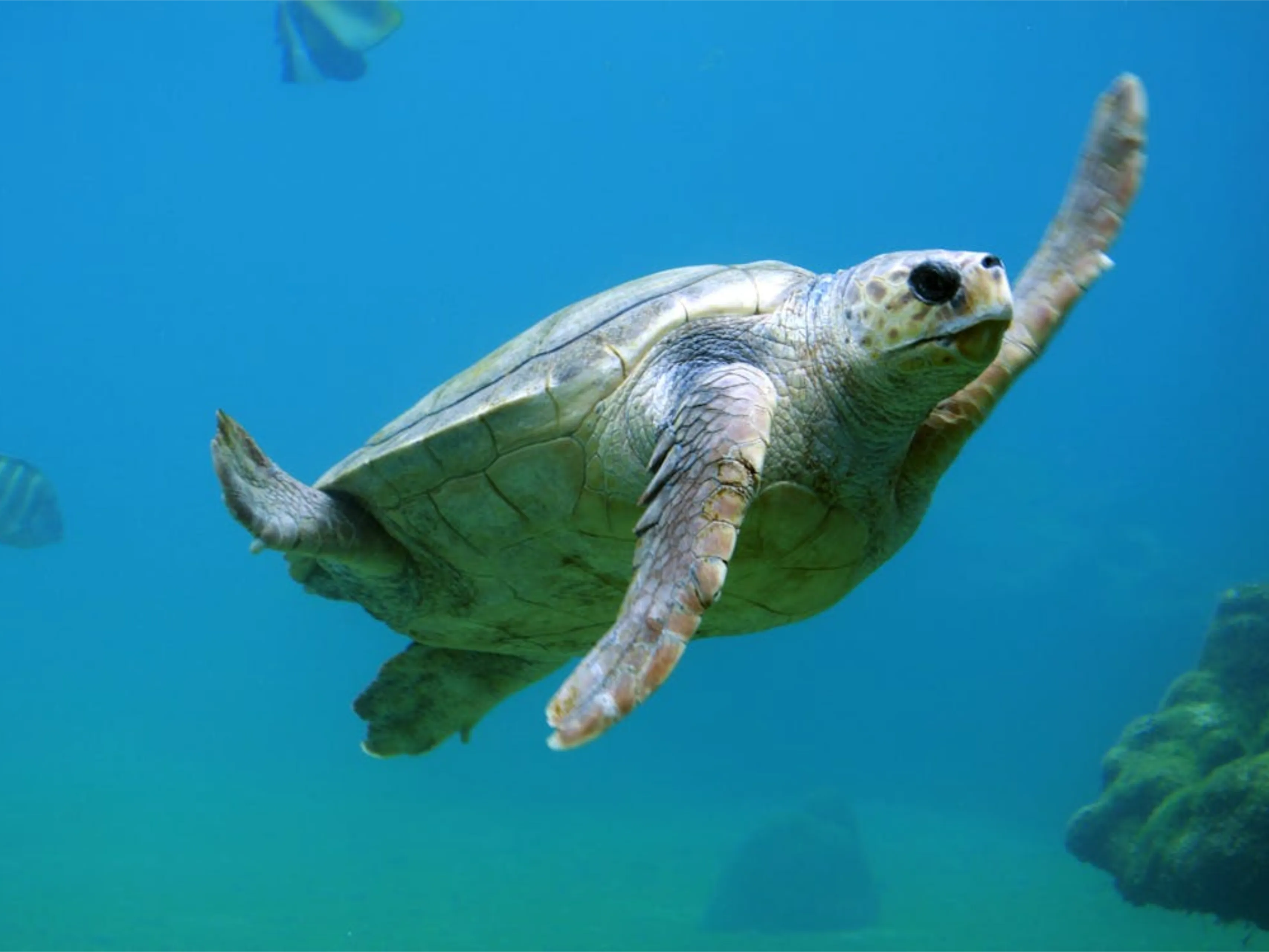 turtle