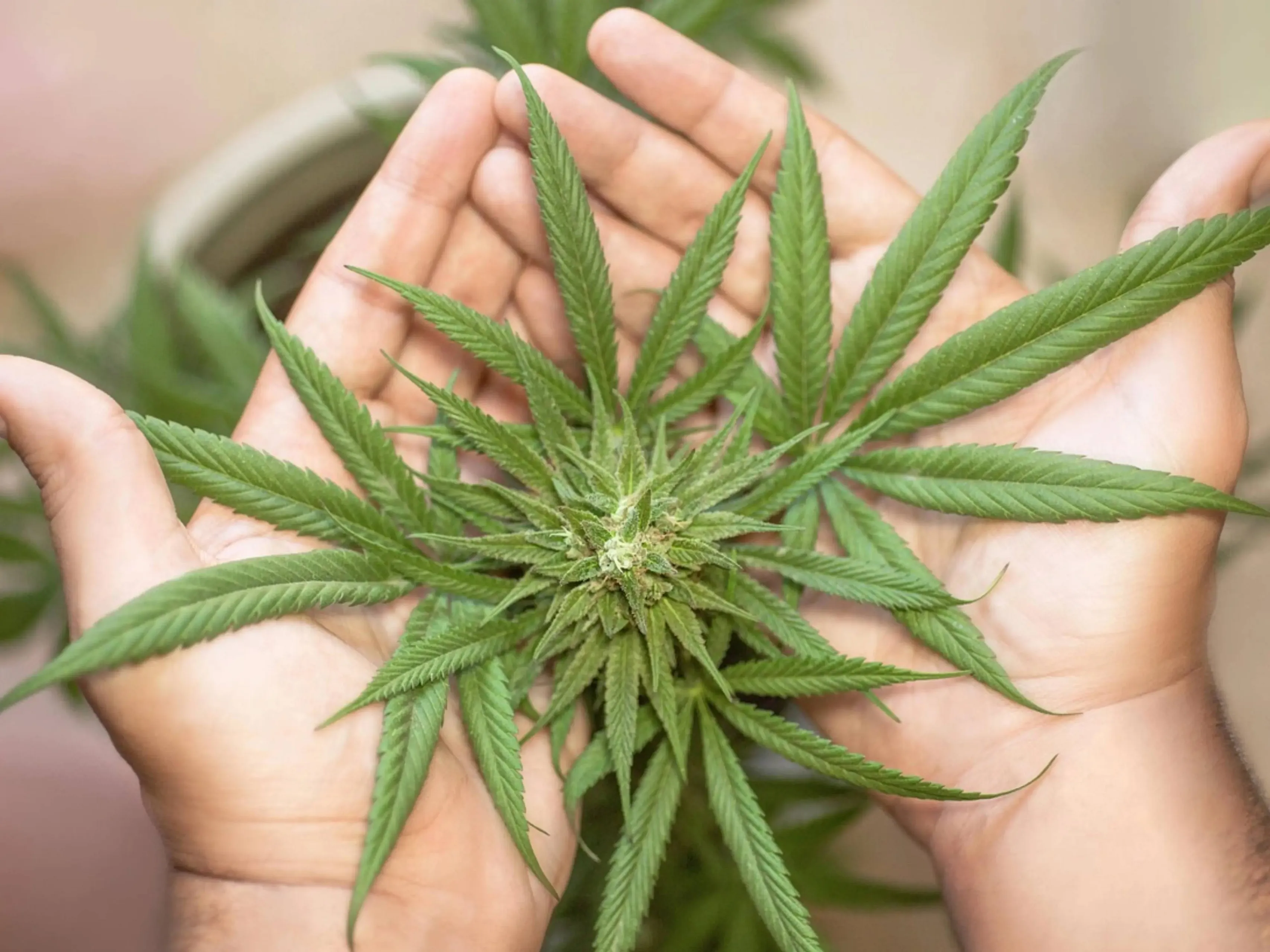 Cannabis