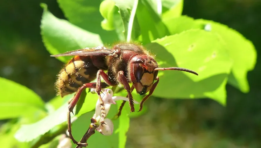 animals 3380936 1280