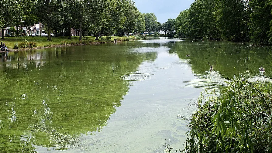 blauwalg vijver bij a882759e72