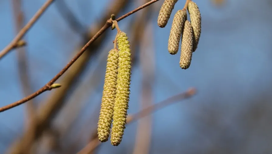 blossom kitten 4811117 1920