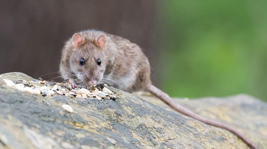 bruine rat