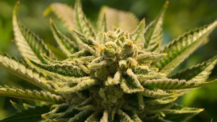 cannabis 2152604 960 720