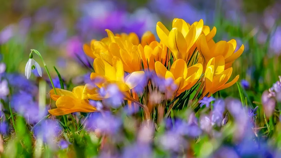 crocus g9a91fd54b 1920