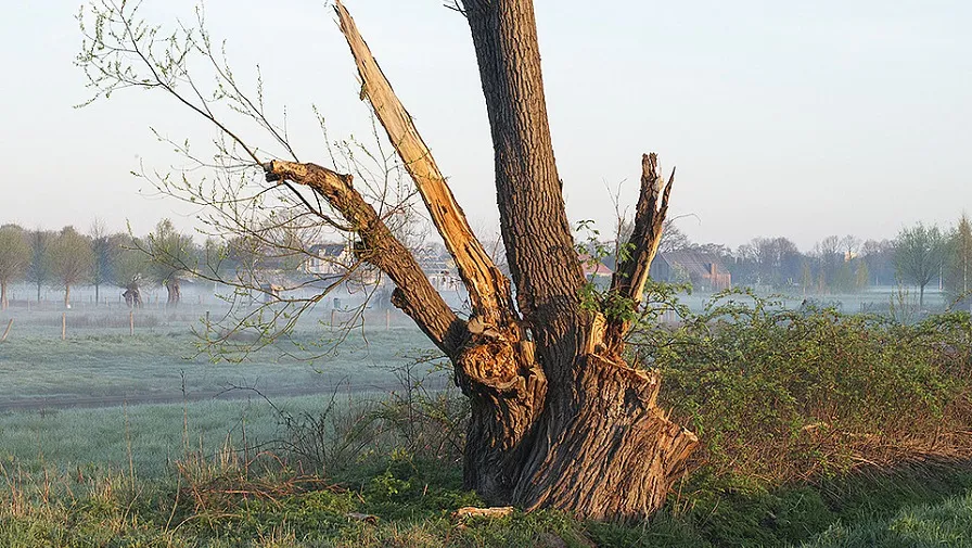 csm boom geknakt 2d25f4990d