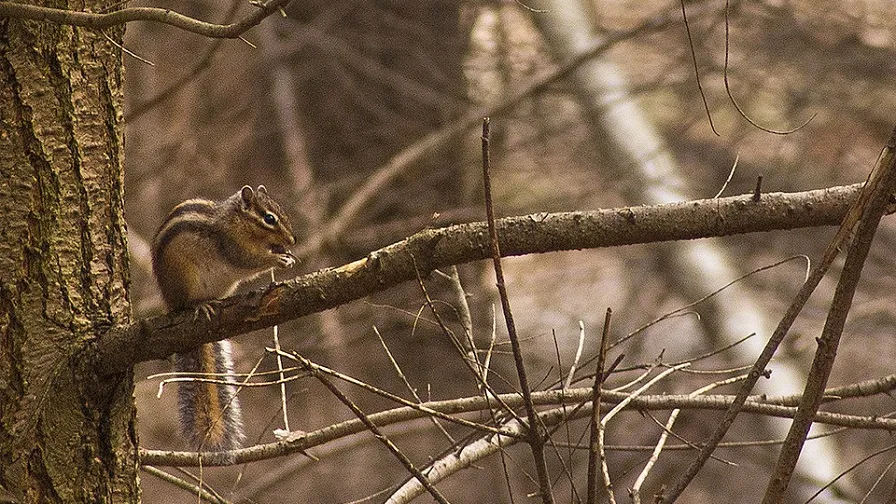 csm eekhoorn kaaistoep 1c06e938c2