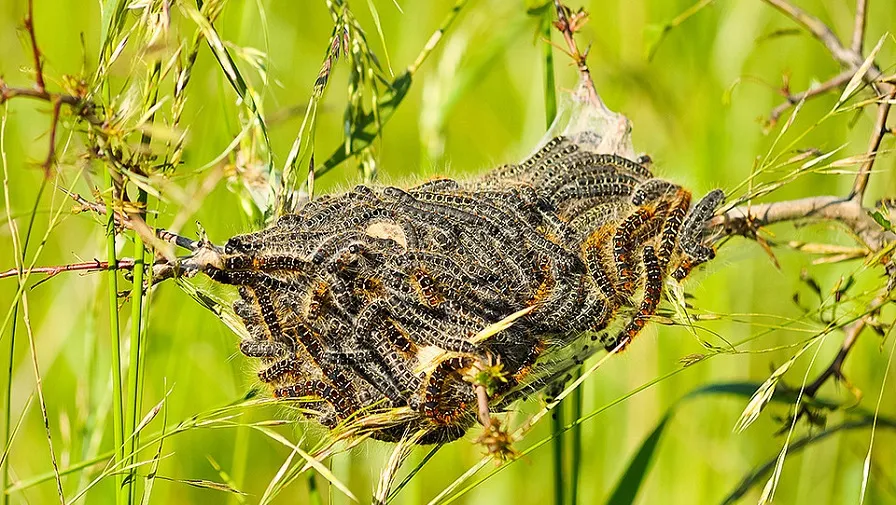 csm eikenprocessierups 442a9734e7