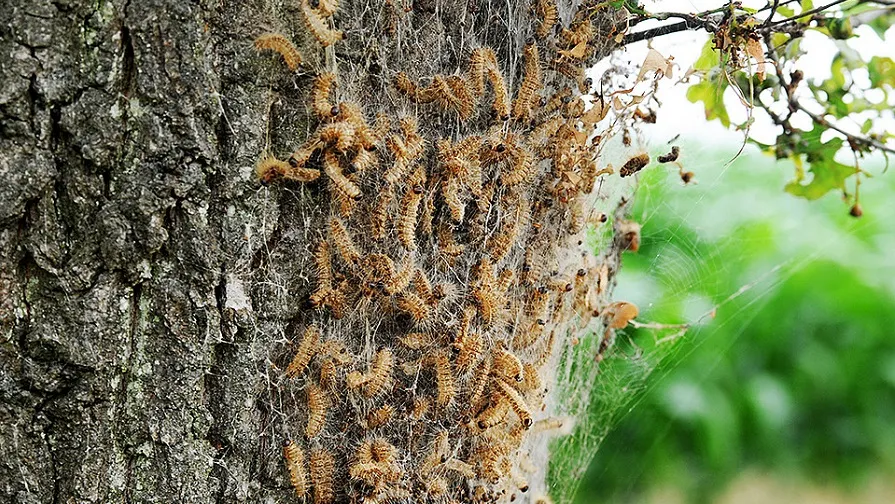 csm eikenprocessierups vier bij 73306f96b5