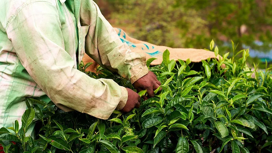 csm fairtrade theeplantage 09ee2eacfc