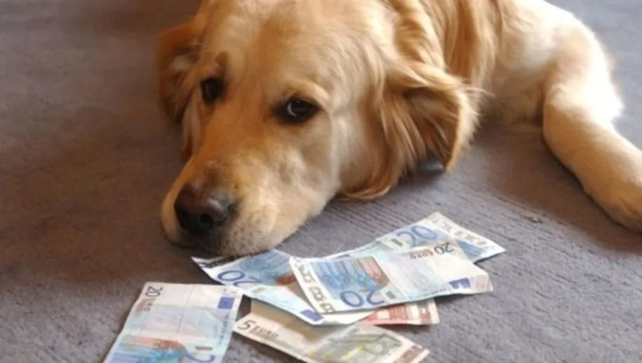 csm hondenbelasting 1 bc7737808f 915x518