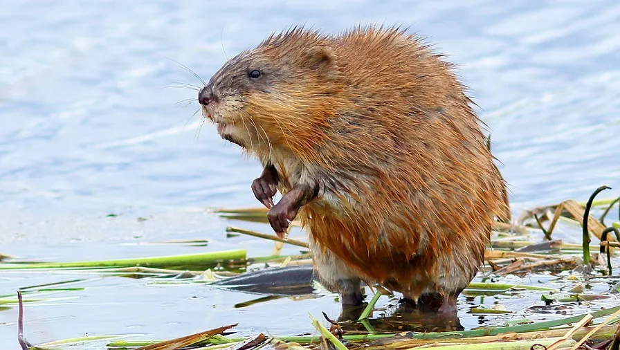 csm invasieve exoot 057d6fa097