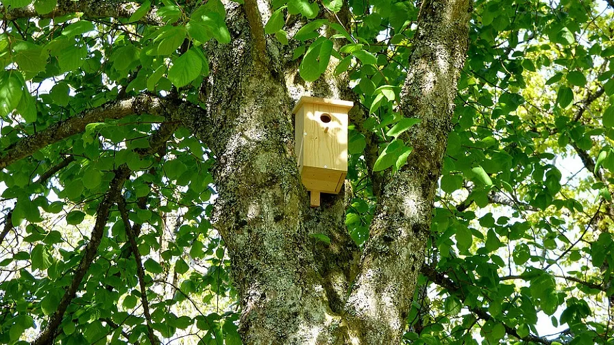 csm nestkastje 6f9d6134f7