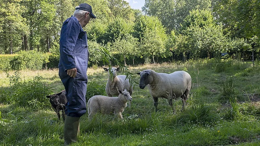 csm pauwels schapen 608f91ba67