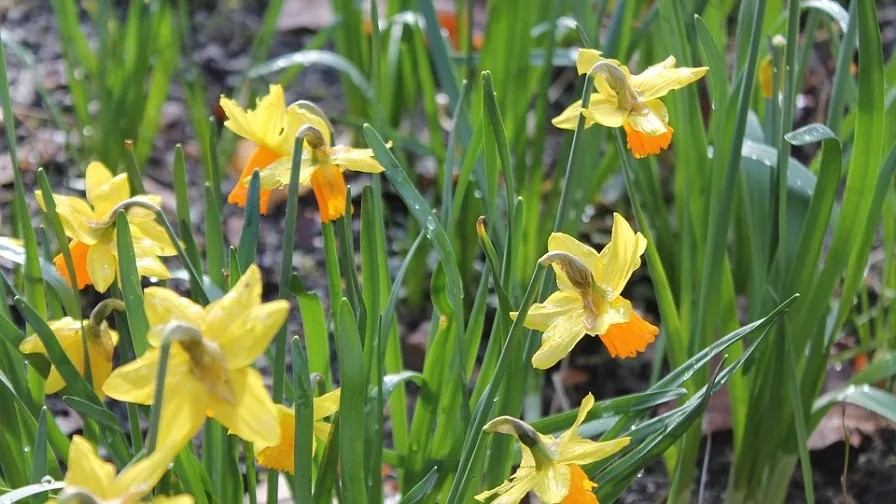 daffodil 698213 960 720