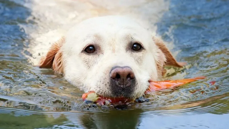 dog 1196417 960 720 915x518 1