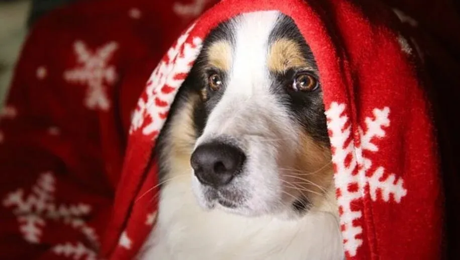 dog 3029701 340 915x518 1