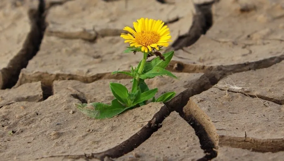 droogte 915x518 1
