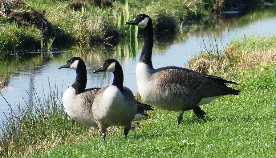 gans