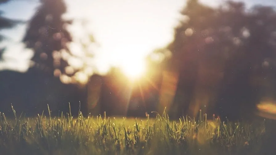 grass 455753 960 720