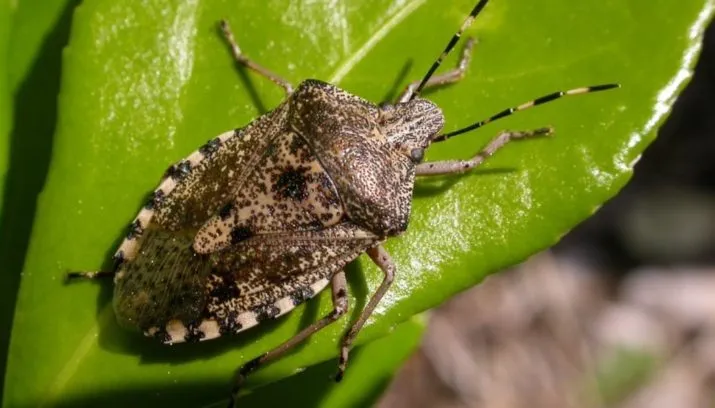 grauwe veldwantsv1 715x408