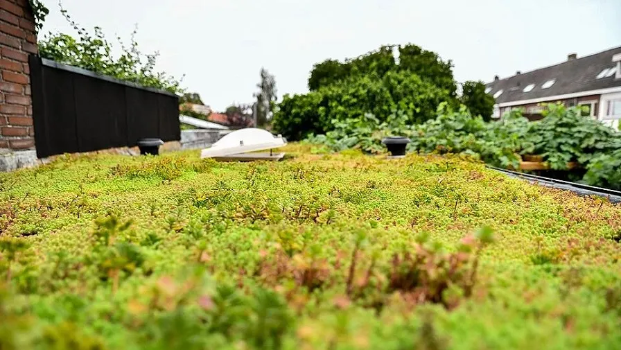 groen dak c97326590e