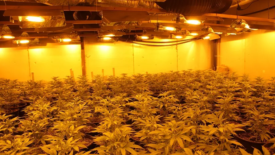 hennepkwekerij fotograaf jeroen stuve1