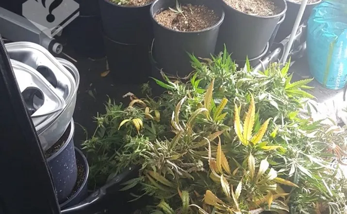 hennepkwekerij ontmanteld tilburg