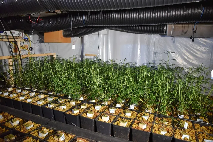 hennepkwekerij rielseweg 1