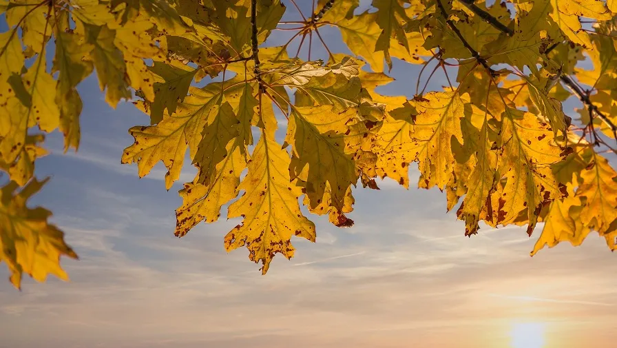 herfst blad
