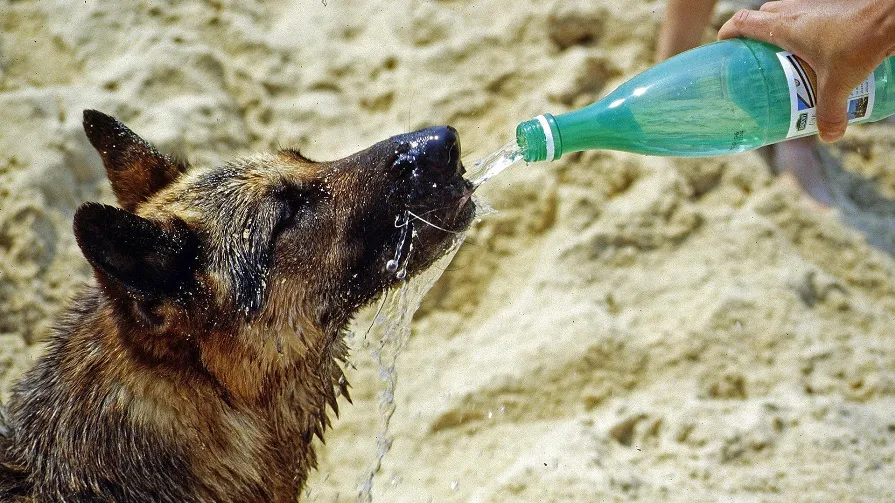 hond drinken