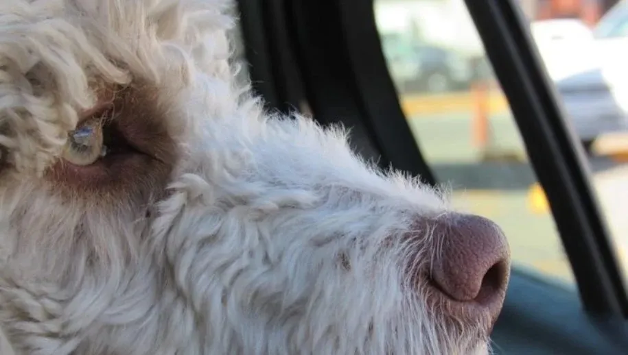 hond in auto 915x518