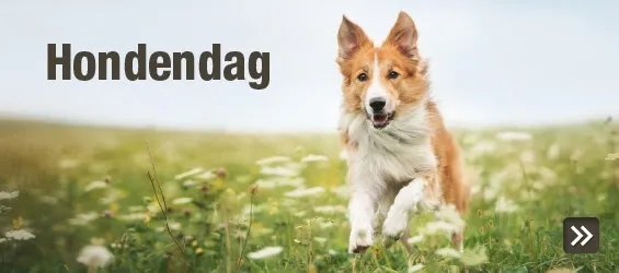 hondendag