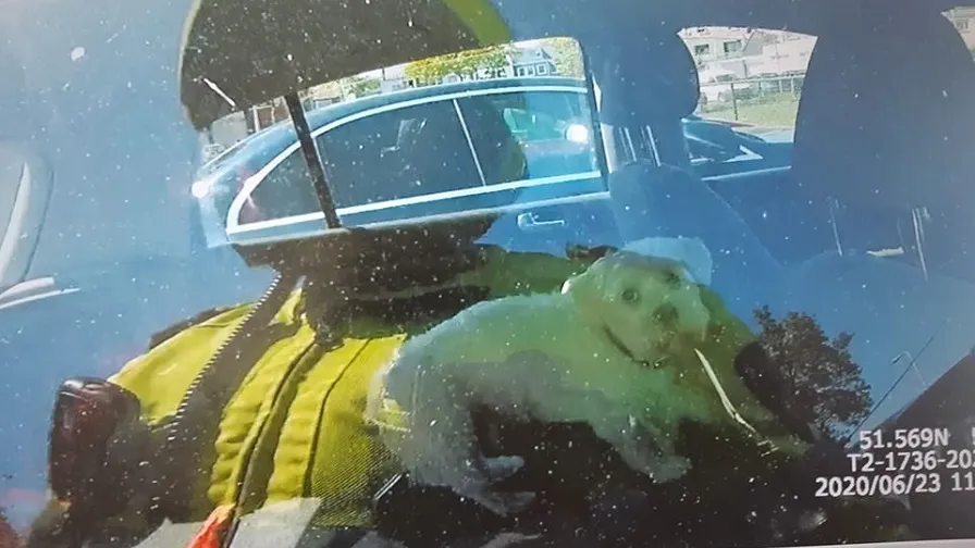 hondje in auto