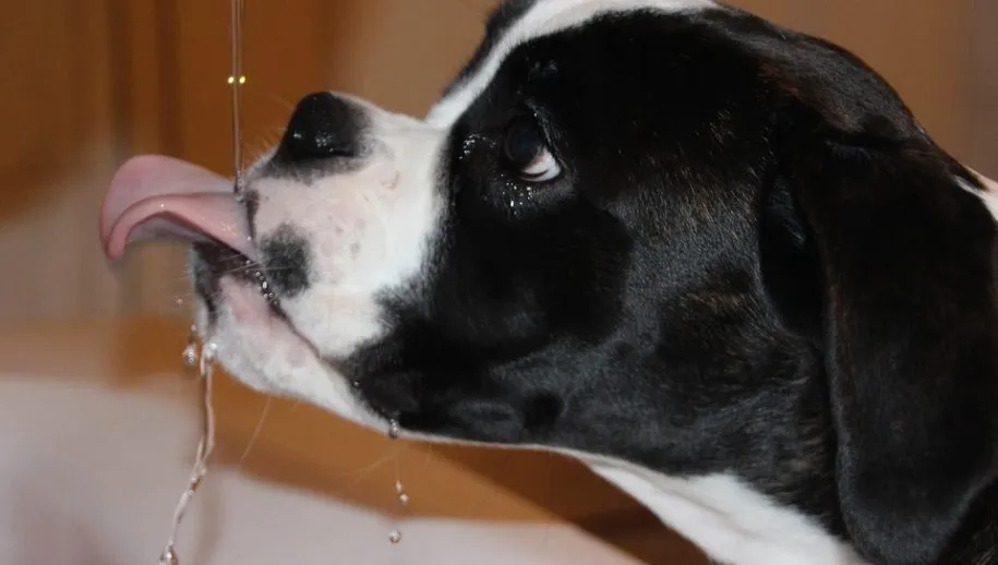 huisdier myriams fotos pixabay 915x518