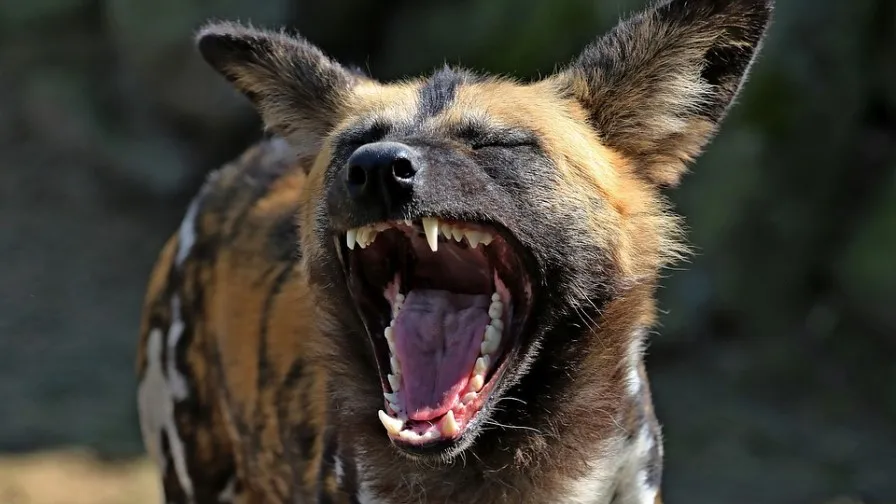 hyena 2323344 960 720