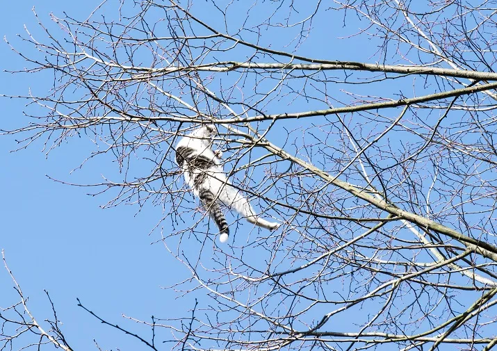 kat bungelt aan tak tilburg