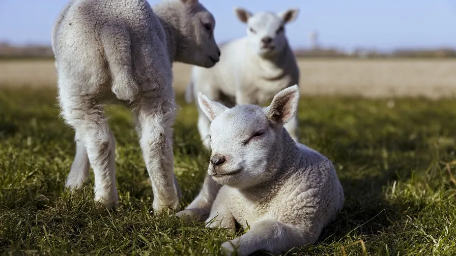 lammetjes