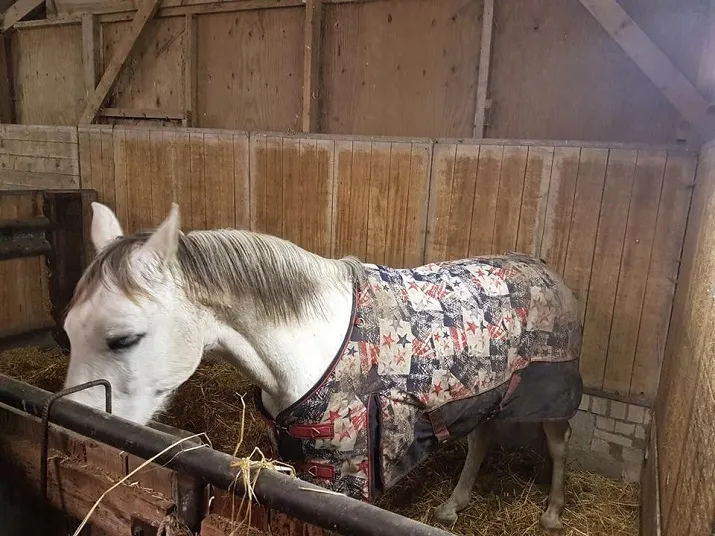 losgebroken paard ringbaan tilburg