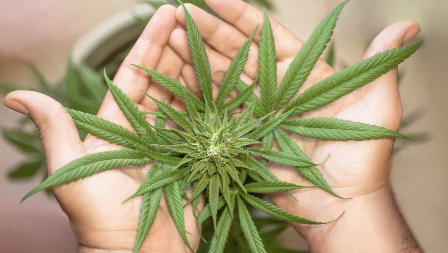 marijuana leaf 5315561 1920