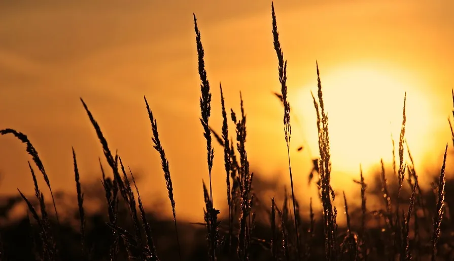 meadow g8fbc86804 1280