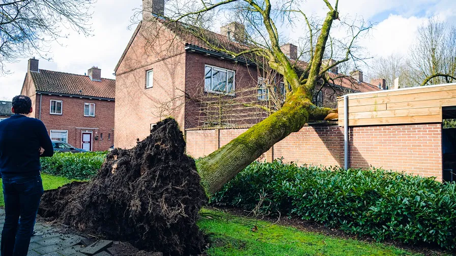 omgewaaide boom jack brekelmans 1