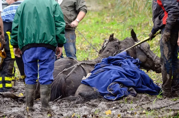 paarden in drijfzand 3