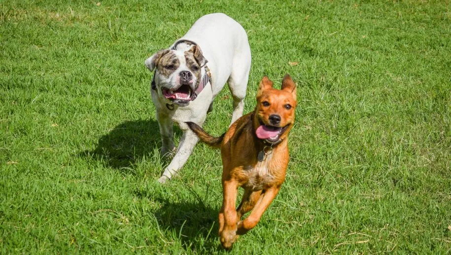 pexels gili pup 10961354 915x518 1