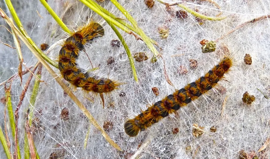 processionary 1119462 1280