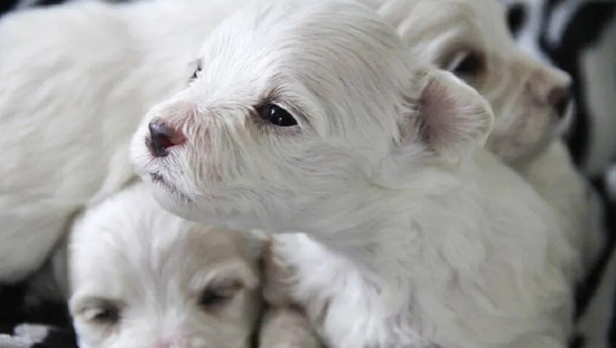 puppys wit